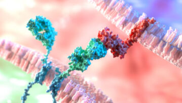 Chimeric Antigen Receptor (CAR) binds to a membrane surface protein on a cancer cell