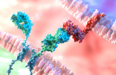 Chimeric Antigen Receptor (CAR) binds to a membrane surface protein on a cancer cell